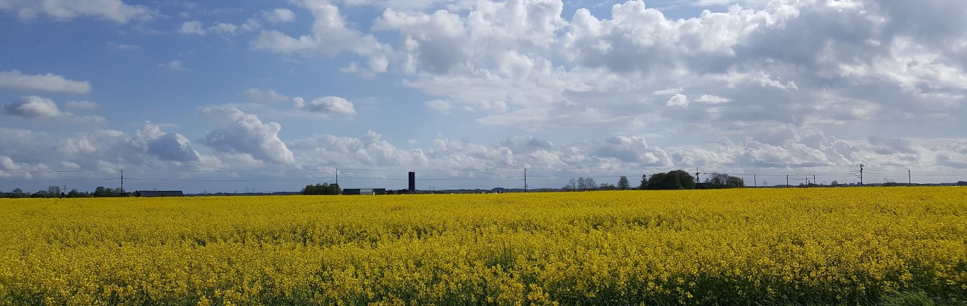 Svensk sparris på allas läppar